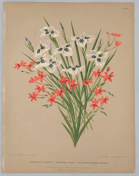 Anomatheca Cruenta, Vieusseuxie Pavonia (Iris Pavonia–Moreaea Pavonia), Plate 111 from A. C. Van Eeden's "Flora of Haarlem"